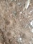 Funnel Antlion, Myrmeleon formicarius, Myrmeleontidae on dry sandy soil