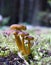 Funnel Chanterelle