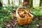 Funnel Chanterelle mushroom in forest