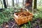 Funnel Chanterelle mushroom in forest