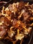 funnel chanterelles from Gotland& x27;s autumnal forest.
