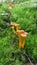 Funnel chanterelles growing in moss