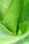 Funnel made green leaves, top view. Vegetative background with selective focus. For advertising and decoration.