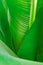 Funnel made green leaves, top view. Vegetative background with selective focus. For advertising and decoration.