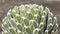 Funnel shape agave victoriae reginae plant