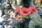 Funnel shaped flowers