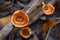 Funnel shaped or trumpet shaped - Infundibuliform Mushrooms on Moist We Tree Branch - Chanterelles - Mycology