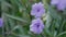 Funnel-shaped violet-colored flowers of Ruellia Tuberosa, also known as minnieroot, fever or snapdragon root