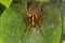 Funnel spider