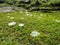 Funnel spider webs