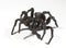 Funnel web spider