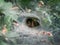 Funnel-web spider, Agelena labyrinthica