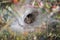 Funnel-web spider in his tunnel in the grass