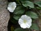 Funnel winds with white blossom