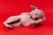 Funny 4-month-old Canadian Sphynx Cat of blue mink and white lies on its side on red background
