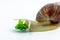 Funny Achatina snail eating a cabbage leaf. on white background. the concept of weight loss.