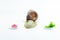 Funny Achatina snail is facing two saucers of food, decides what to choose a bagel or cabbage. on white background.