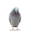 Funny acting of beautiful speed racing pigeon bird isolate white