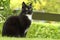 A funny active black cat sits in the green garden in springtime