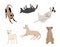 Funny active dogs in different positions. Playful pets, sitting, standing and lying puppies isolated set. Cartoon