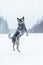 Funny active jumping and playing australian cattle dog or blue heeler on snow outdoors