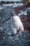 Funny adelie penguin chick running on shingle