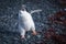 Funny adelie penguin chick waddling on shingle