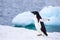 Funny Adelie Penguin running or waddling on iceberg with excitement in Antarctica, frozen landscape with snow and ice, Antarctic