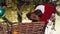 Funny adorable black and tan dachshund dog in a red sweater and Santa`s holiday hat is sitting and falls asleep in a large basket