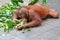 Funny and adorable expression of a young Sumatran orangutan playing.