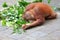 Funny and adorable expression of a young Sumatran orangutan playing.