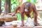 Funny and adorable expression of a young Sumatran orangutan playing.