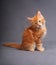 Funny adorable red solid maine coon kitten sitting with beautiful brushes on the ears on grey background and looking curious