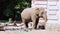 Funny adult elephant eating food. Birds fly around him.