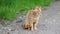 Funny adult ginger tabby cat licks its lips on a green natural background