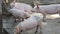 Funny adult teenage pigs near the feeders on a pig farm, one funny pig scratches side by side