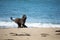 Funny Afghan Hound young dog having fun on the beach. Afghan hound puppy running at the seaside