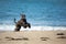 Funny Afghan Hound young dog having fun on the beach. Afghan hound puppy running at the seaside