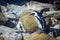 Funny african penguin raised wings preparing to jump