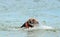 Funny Airedale dog learning to swim in sea