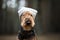 funny airedale terrier dog posing in a hat