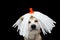 Funny akita dog celebrating carnival or halloween with a white mop wig. Isolated on black background