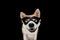 Funny akita dog celebrating halloween, carnival or new year with a hero mask costume. Isolated on black background