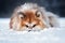 funny akita inu dog lying down with nose in the snow, close up portrait