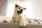 Funny akita inu puppy on sofa