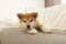 Funny akita inu puppy on sofa