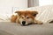 Funny akita inu puppy on sofa