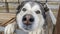 Funny Alaskan Malamute with big defocused nose in dog enclosure