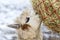 A funny alpaca close-up eating grass and chewing. Beautiful llama farm animal at petting zoo