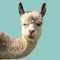 Funny alpaca llama isolated on blue background